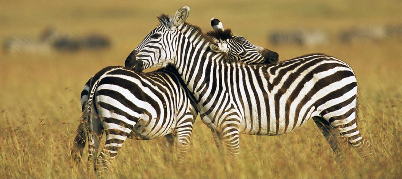 Zebras in Masai Mara