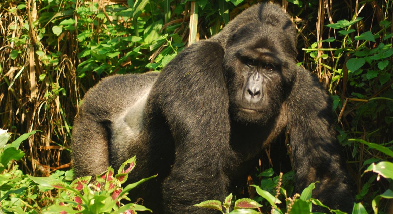 Gorilla in Uganda