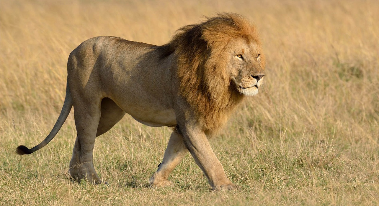 Lion in Masai Mara