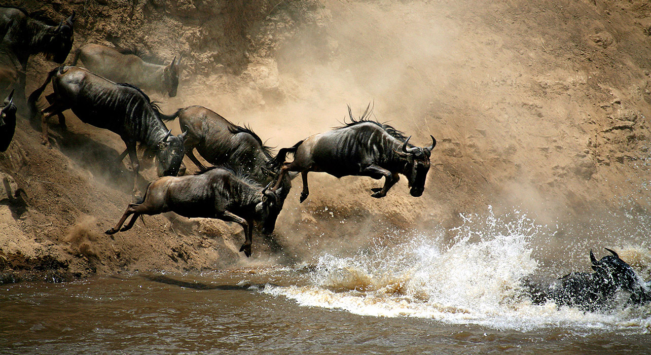 Wildebeeste Migration